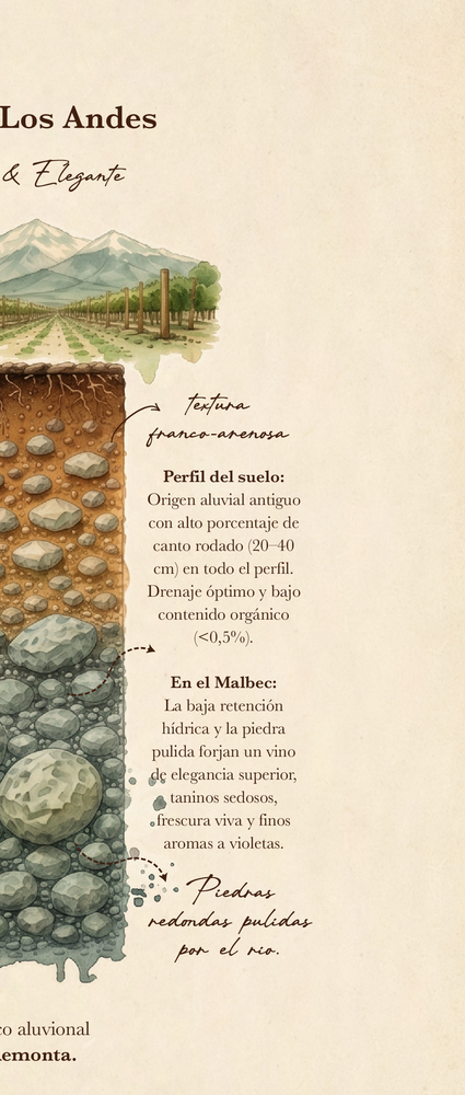 Perfil de suelo de Campo Los Andes